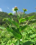 Inula magnifica. Верхушка бутонизирующего растения. Краснодарский край, хр. Ачишхо, ур. Круглая Поляна, горный луг на выс. ок. 1500 м н.у.м. 01.08.2016.