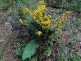 Solidago virgaurea. Цветущее растение. Ульяновск, Заволжский р-н, берег р. Волга, поляна вдоль края оврага. 11.08.2016.