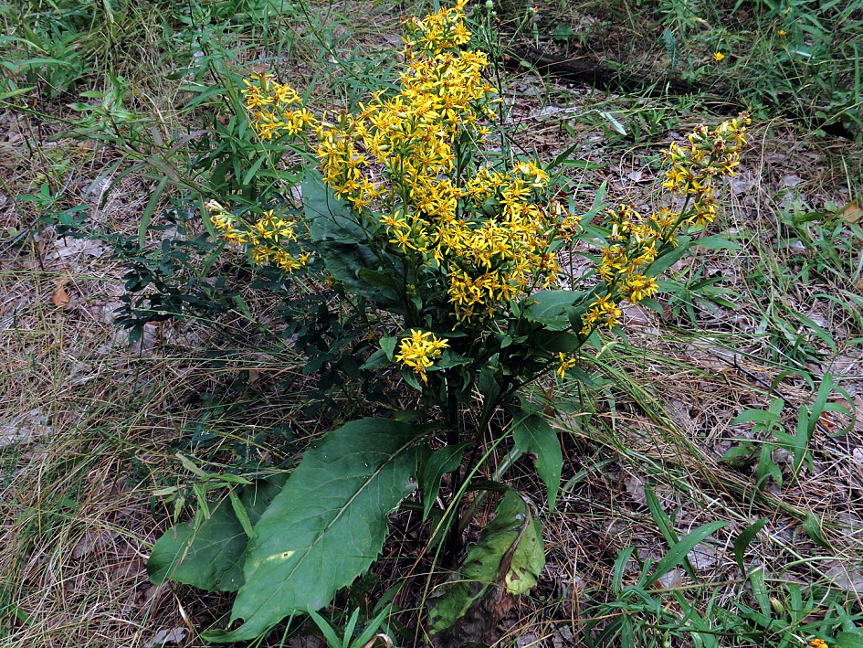Image of Solidago virgaurea specimen.