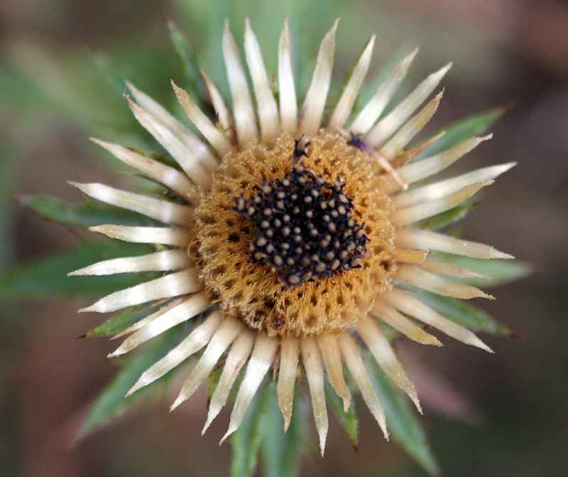 Изображение особи Carlina vulgaris.