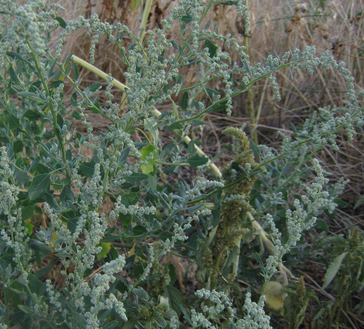 Изображение особи Chenopodium album.