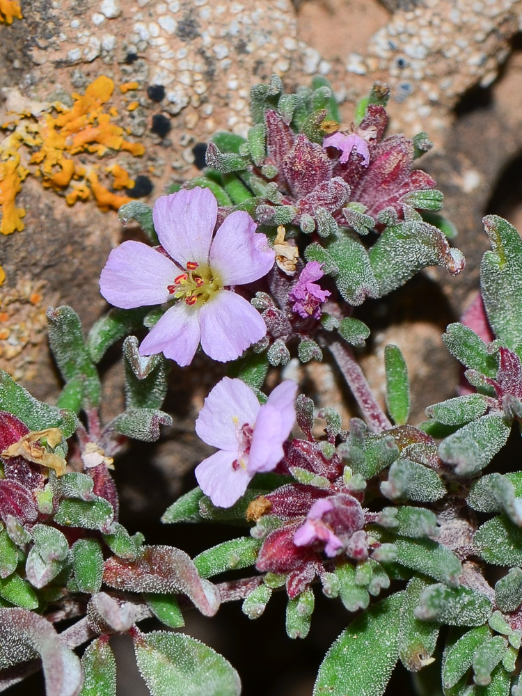 Image of genus Frankenia specimen.