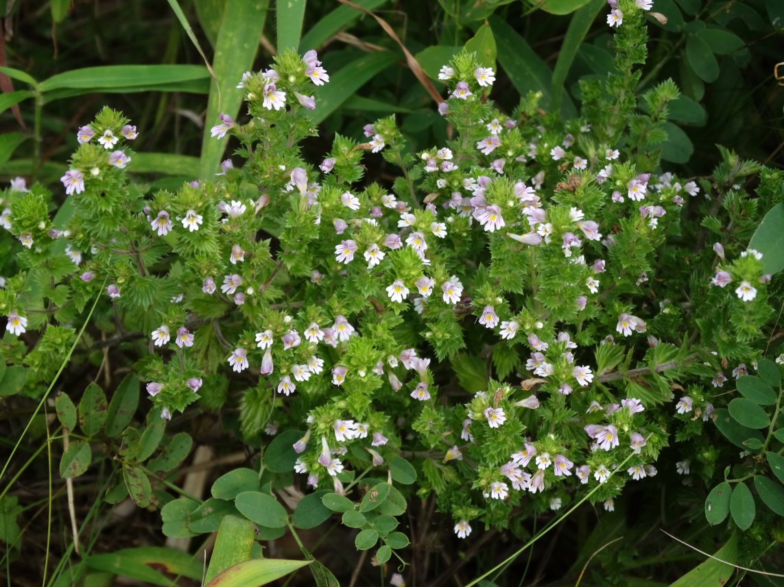 Image of Euphrasia maximowiczii specimen.