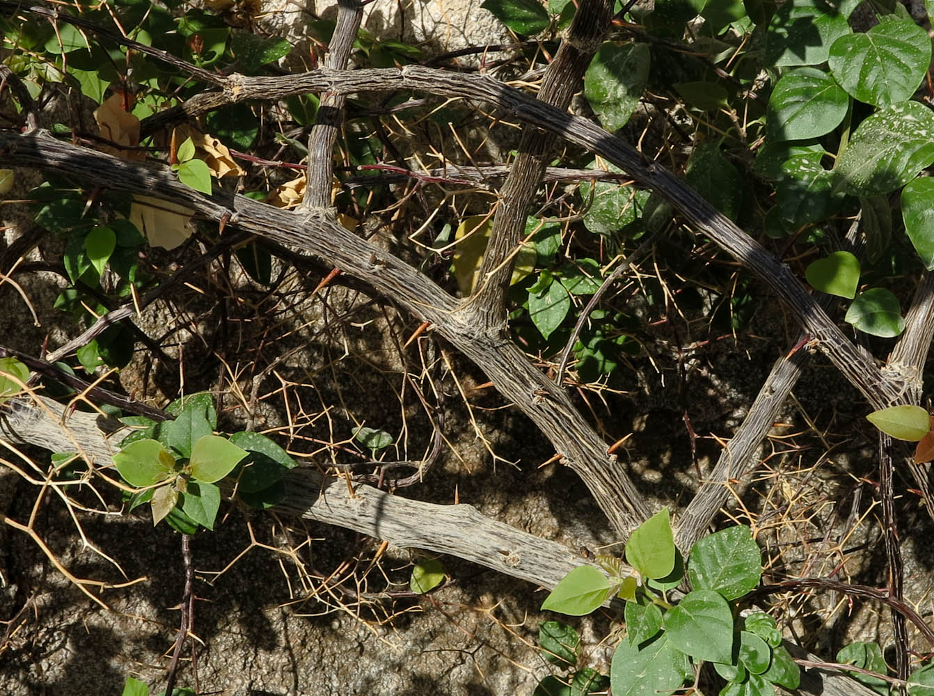 Image of genus Bougainvillea specimen.