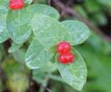 Lonicera chamissoi