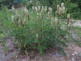 Astragalus uliginosus. Цветущее растение. Приморский край, окр. г. Находка, обочина дороги. 19.06.2016.