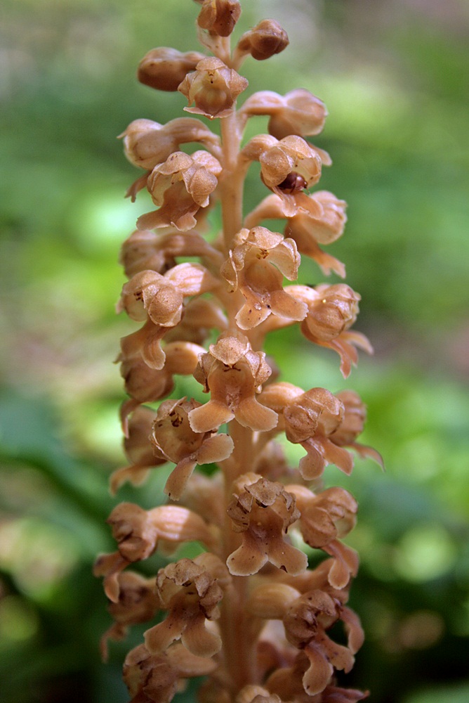 Image of Neottia nidus-avis specimen.