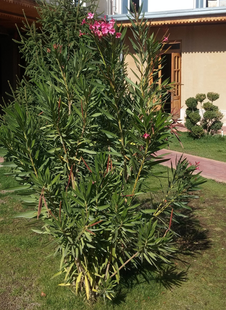 Image of Nerium oleander specimen.