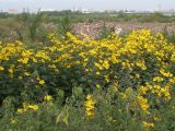 Helianthus tuberosus