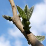 Paulownia tomentosa