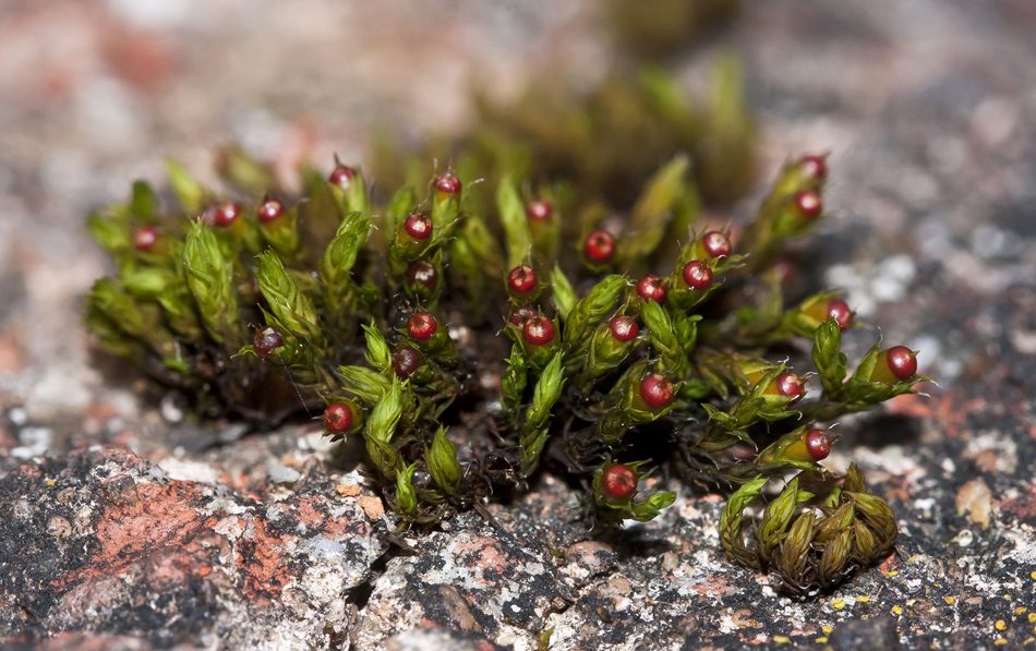 Image of genus Schistidium specimen.