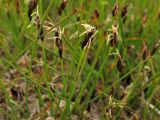 Eleocharis quinqueflora