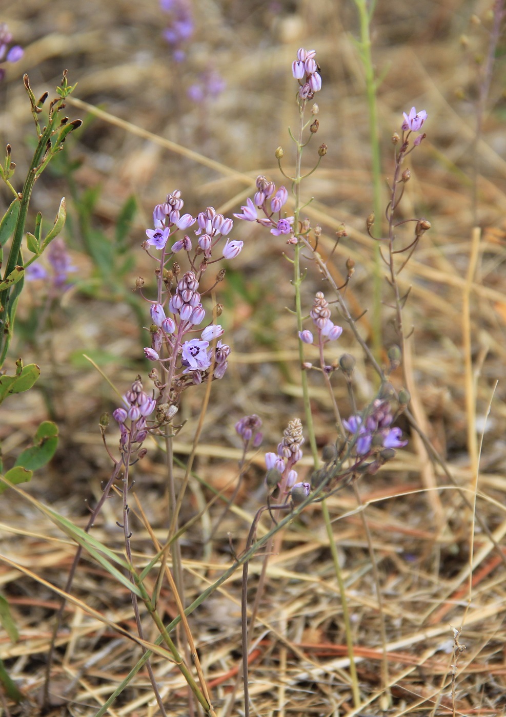 Image of Prospero autumnale specimen.