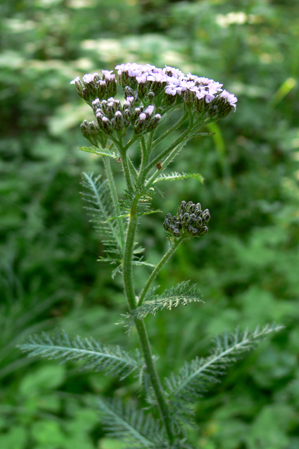 Image of Achillea nigrescens specimen.