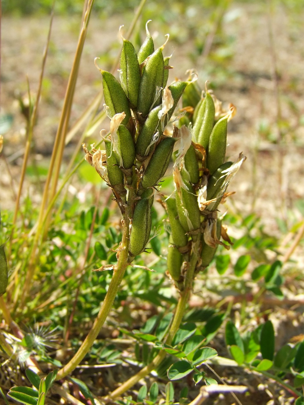 Изображение особи Astragalus schelichowii.