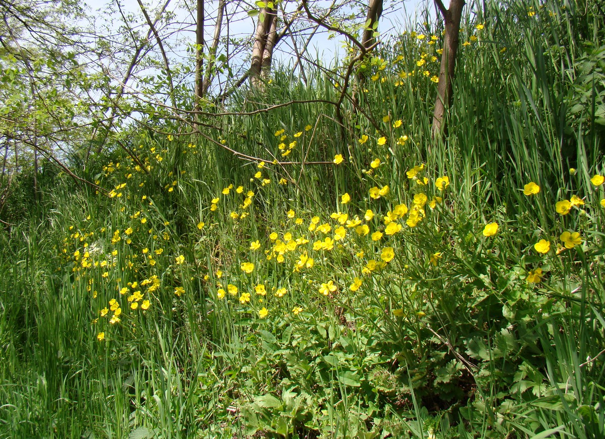 Image of Ranunculus oxyspermus specimen.