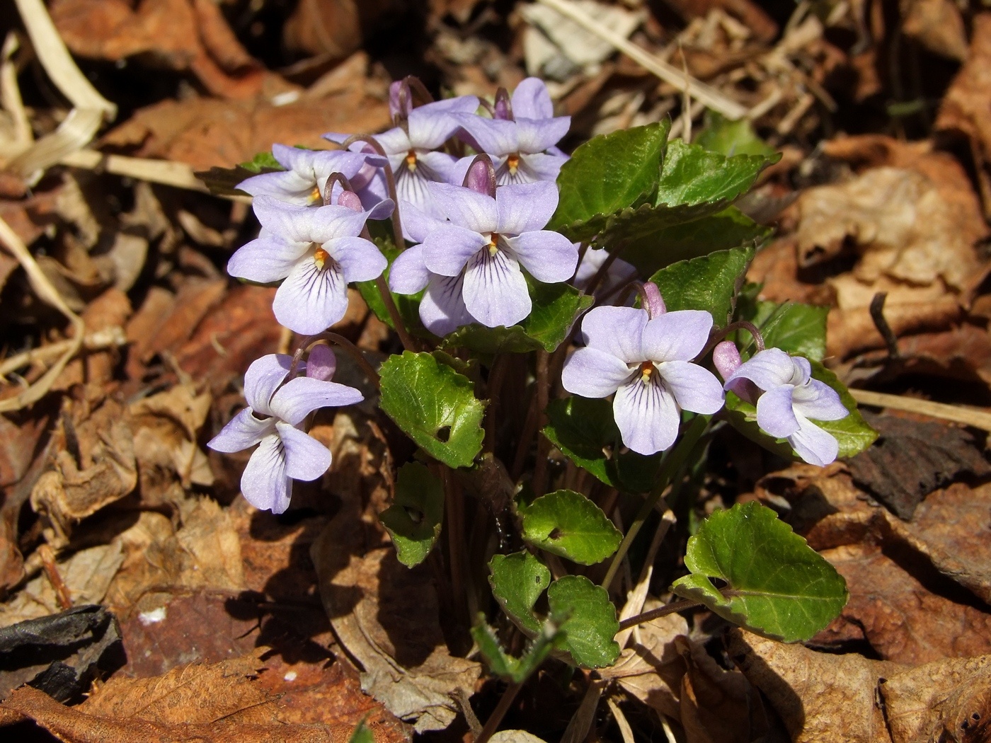 Image of Viola selkirkii specimen.