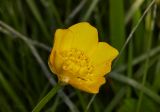 Ranunculus repens