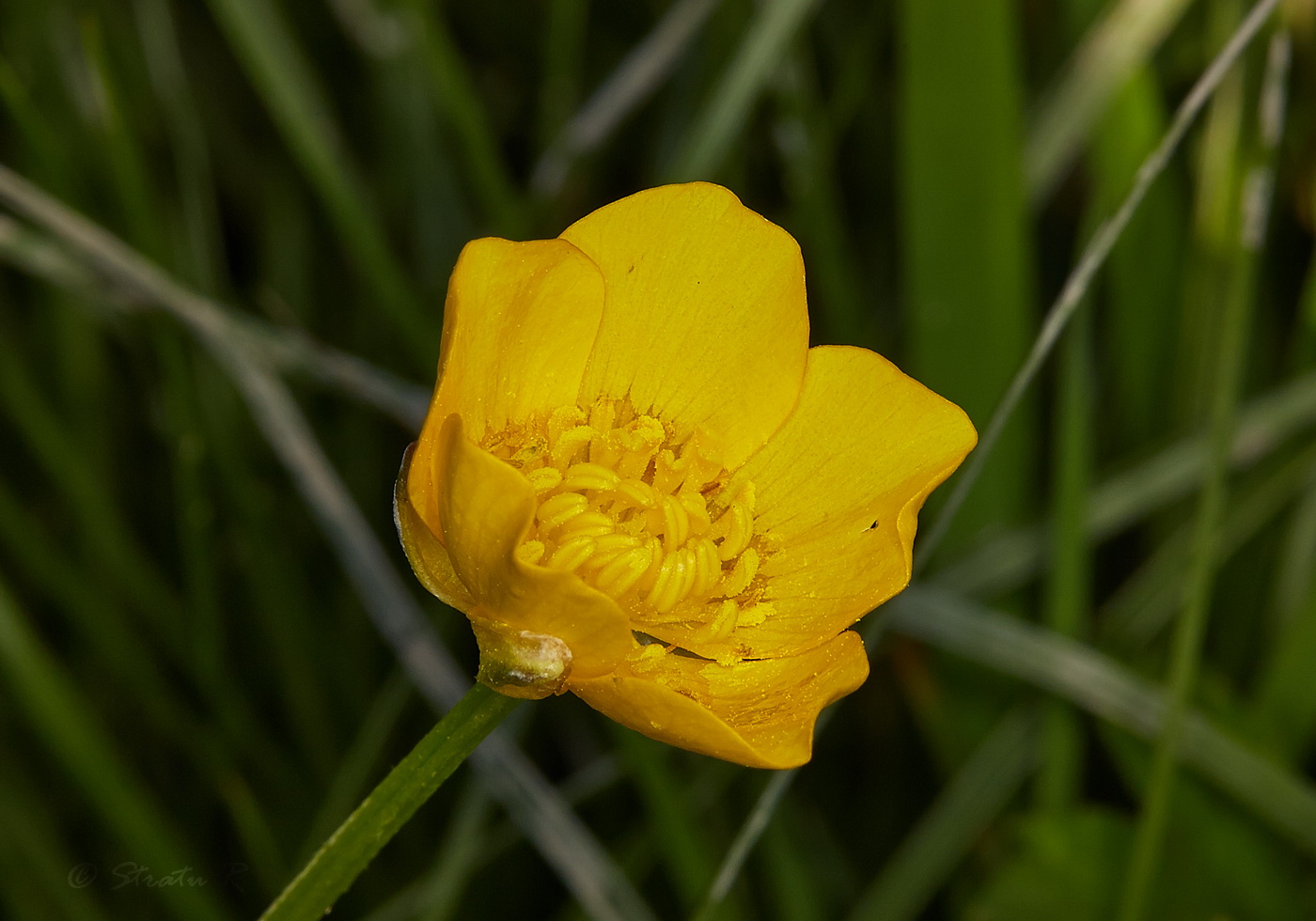 Image of Ranunculus repens specimen.