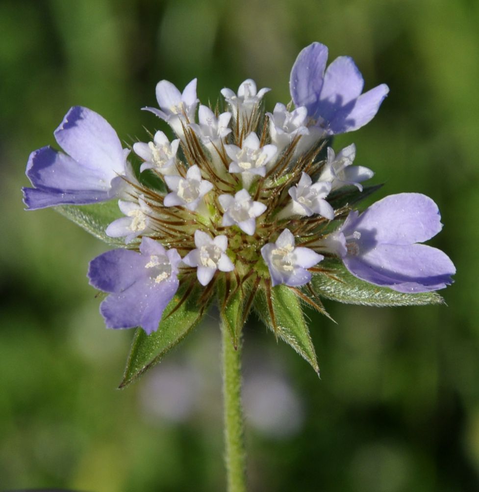 Изображение особи Lomelosia brachiata.