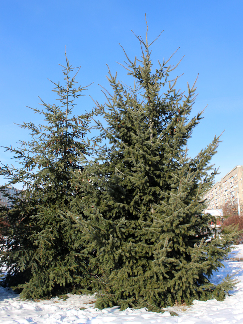 Image of Pseudotsuga menziesii specimen.