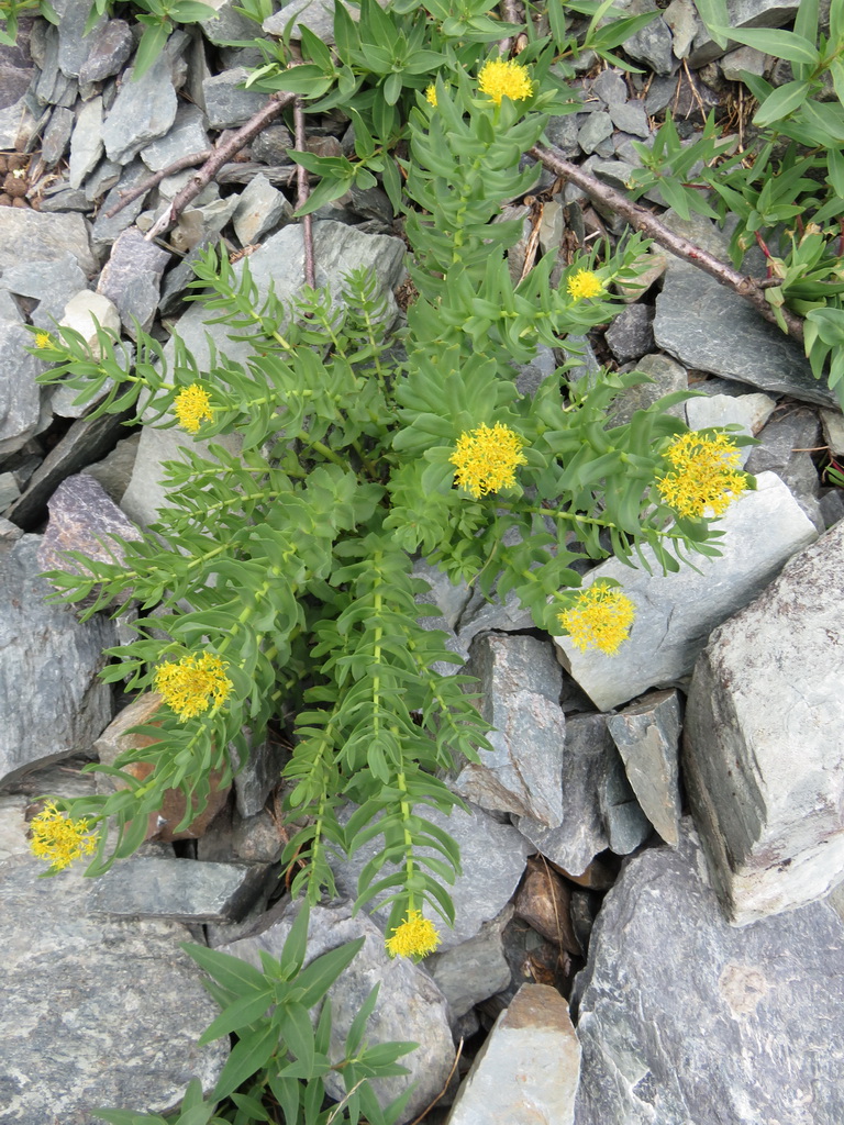 Image of Rhodiola rosea specimen.