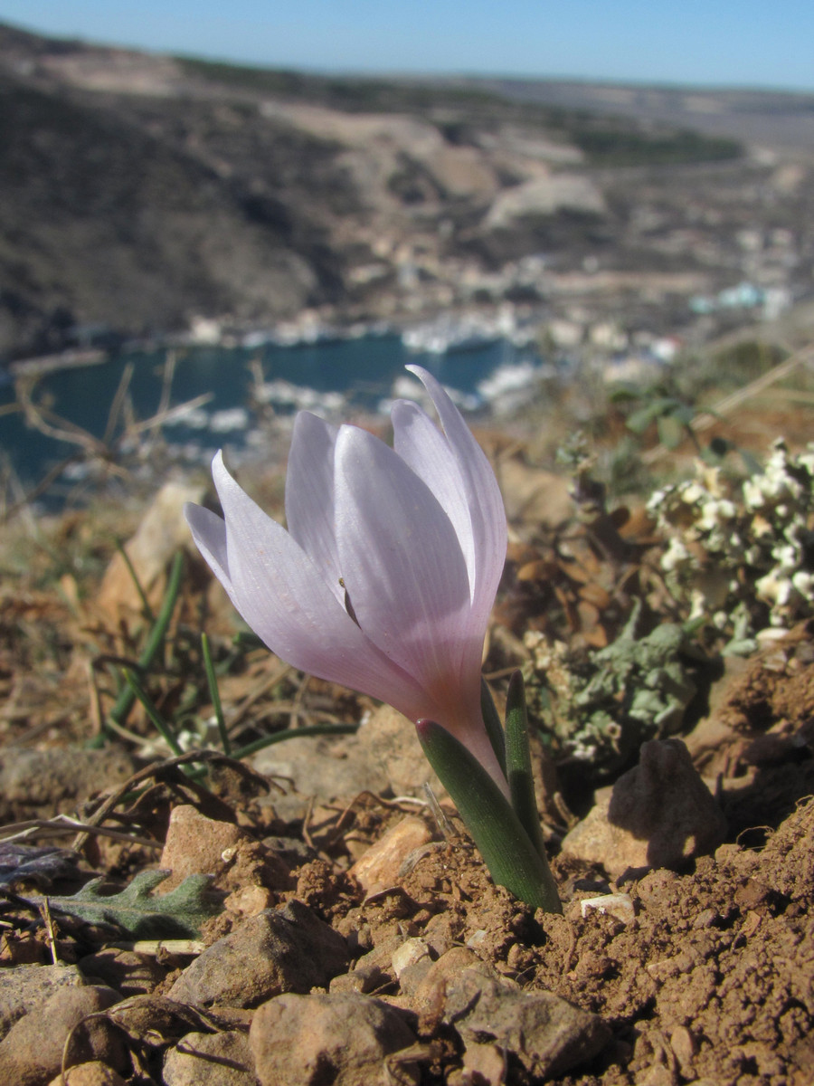 Image of Colchicum triphyllum specimen.