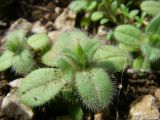 Cerastium brachypetalum ssp. tauricum