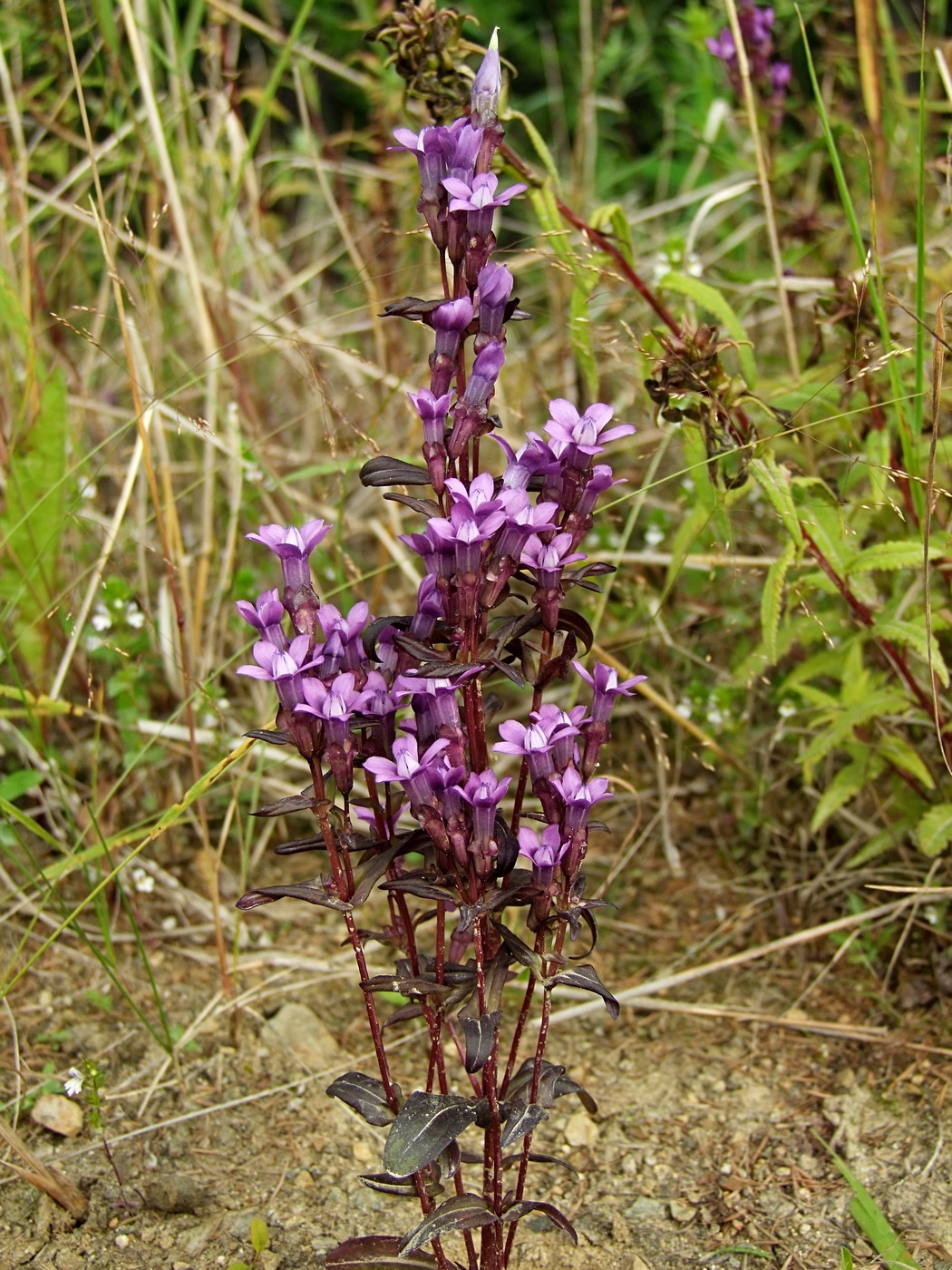 Изображение особи Gentianella auriculata.