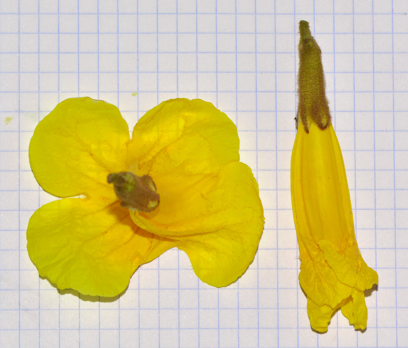 Image of Handroanthus chrysanthus specimen.
