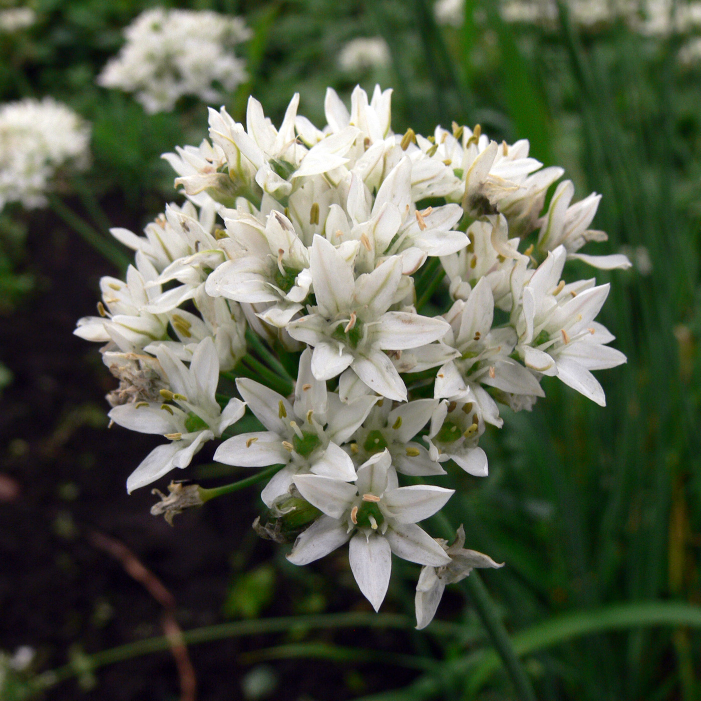 Image of Allium ramosum specimen.