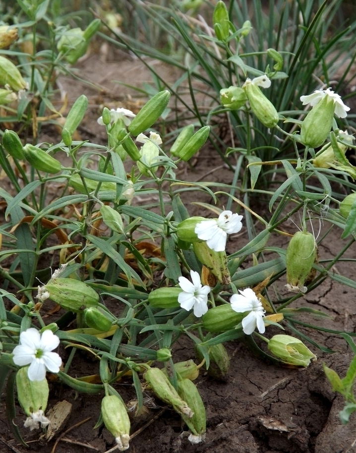 Image of Oberna procumbens specimen.