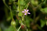 Geranium robertianum