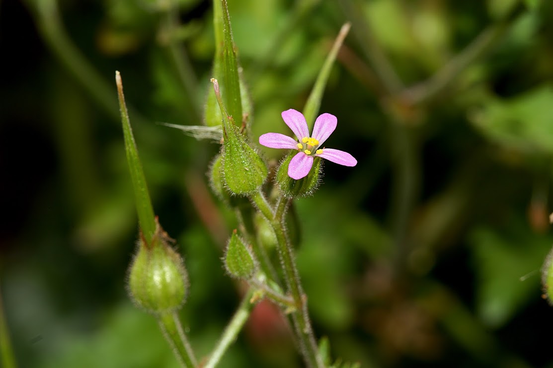 Изображение особи Geranium robertianum.