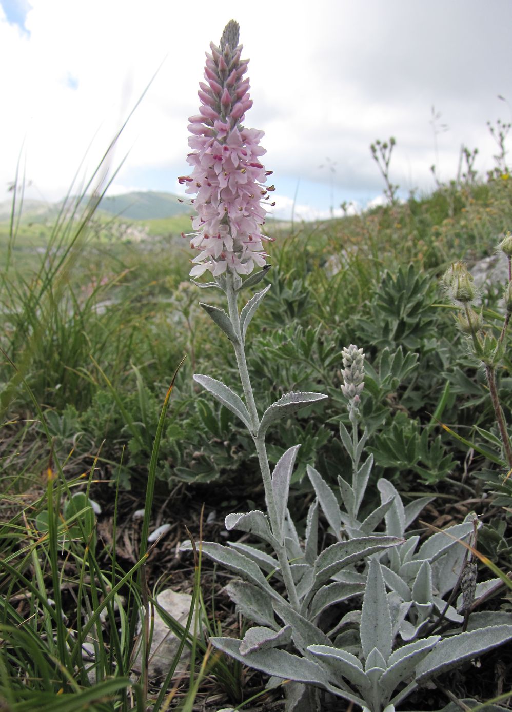 Image of Veronica hololeuca specimen.