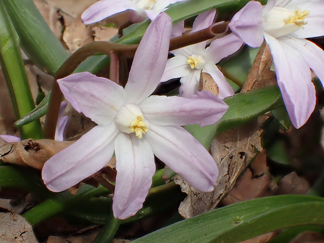 Изображение особи Chionodoxa luciliae var. rosea.