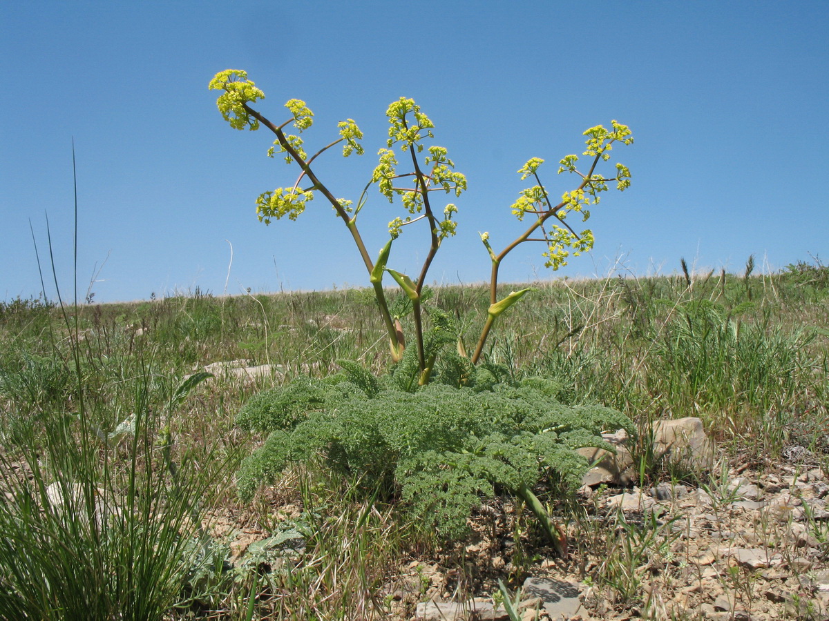 Image of Ferula pallida specimen.