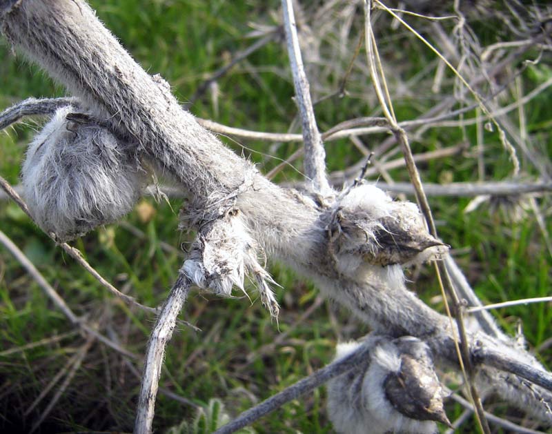 Изображение особи Astragalus sieversianus.