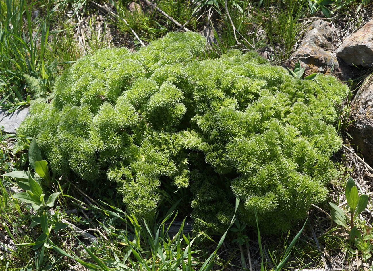 Image of Prangos ferulacea specimen.