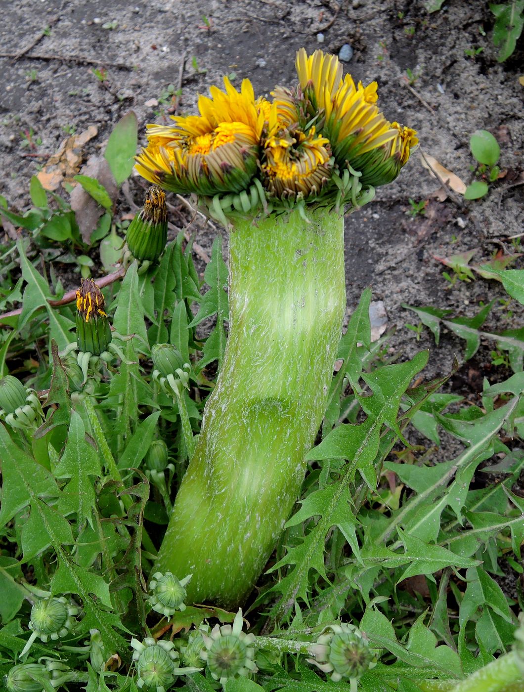 Изображение особи Taraxacum officinale.