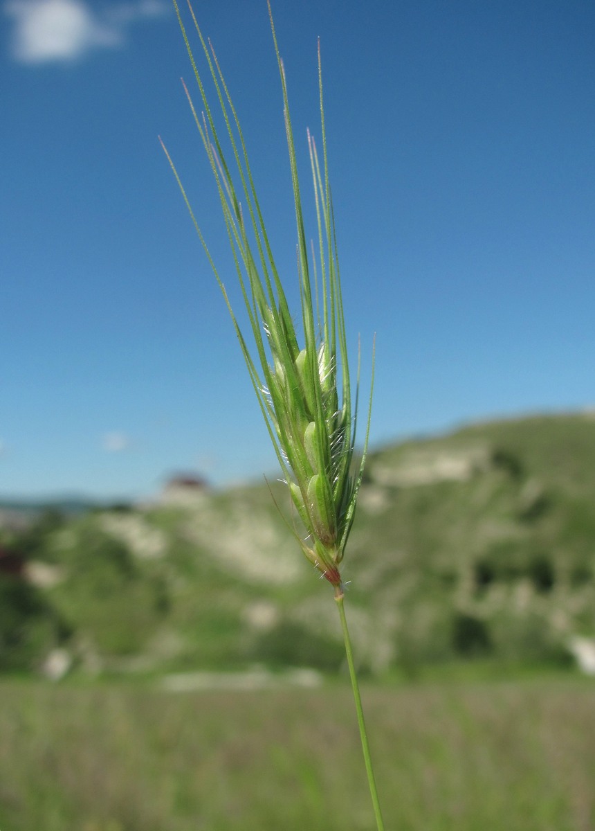 Изображение особи Dasypyrum villosum.