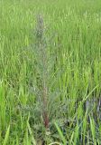 Cirsium palustre