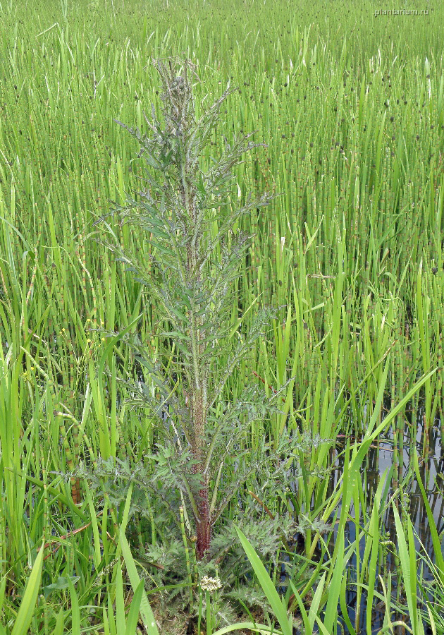 Image of Cirsium palustre specimen.