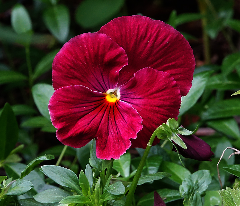 Image of Viola wittrockiana specimen.