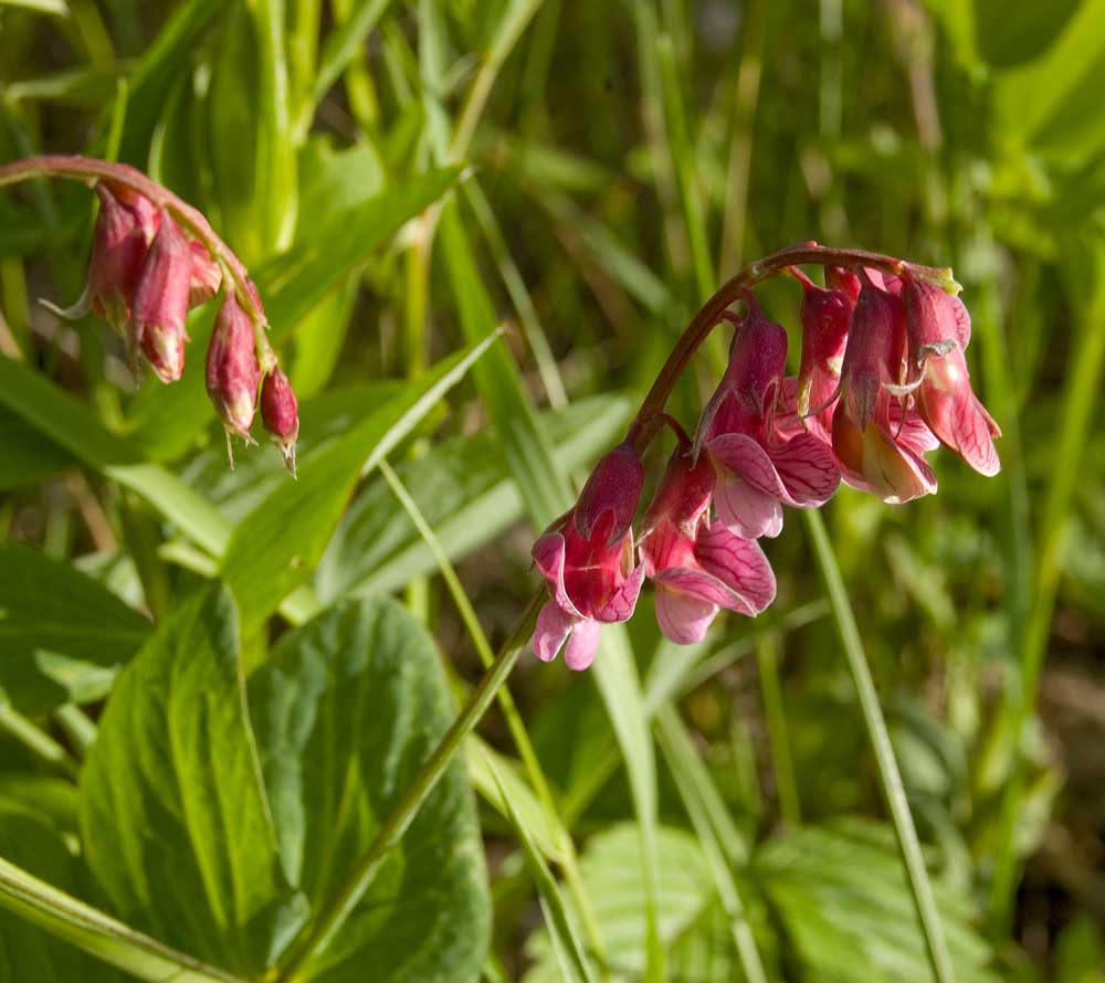 Изображение особи Lathyrus pisiformis.