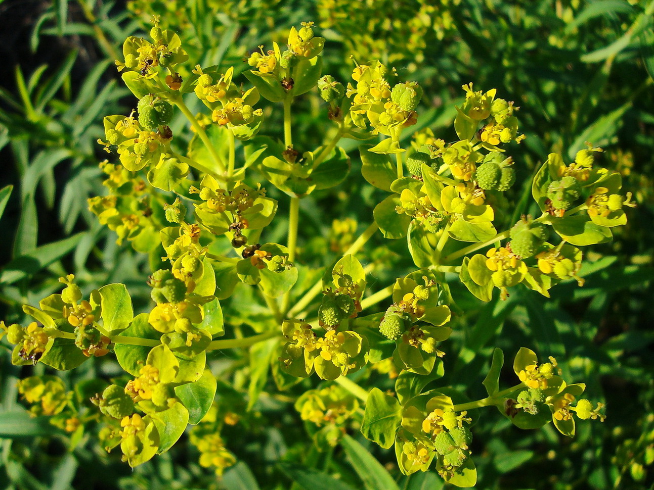 Image of Euphorbia palustris specimen.