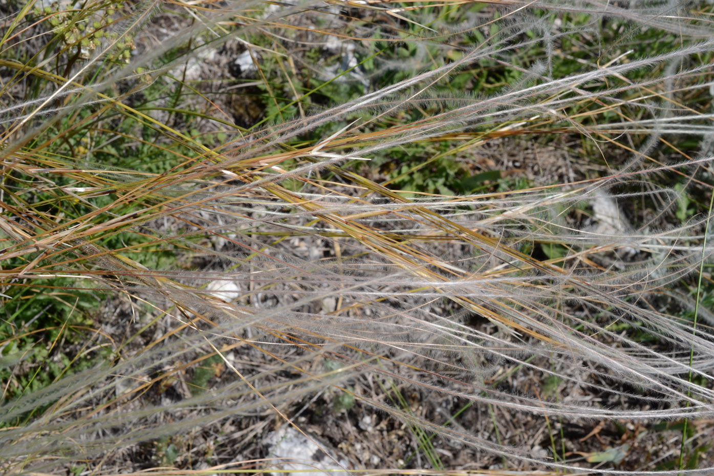 Изображение особи род Stipa.