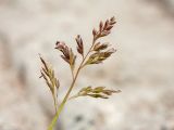 Poa annua. Соцветие. Ленинградская обл., Гатчинский р-н, окр. пос. Пудость, на бетонной дамбе через р. Ижора. 27.05.2017.