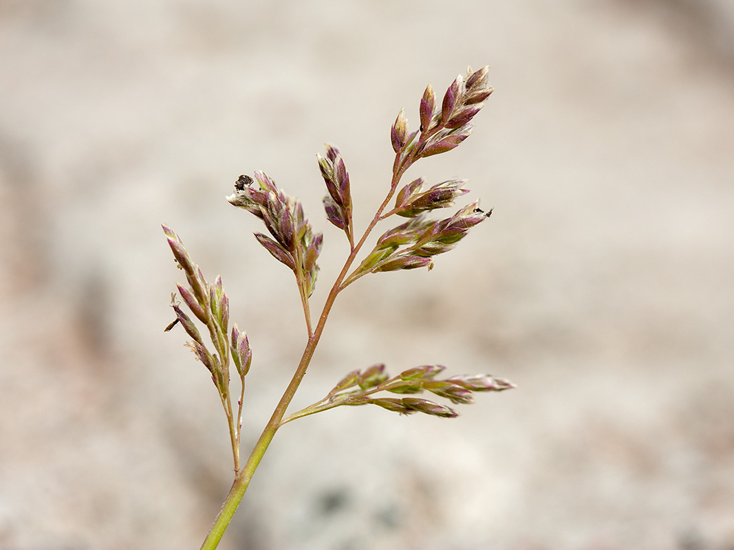 Image of Poa annua specimen.