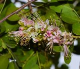 Schotia latifolia